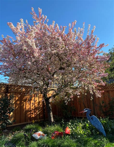 Fabulous Floribunda Under The Solano Sun Anr Blogs