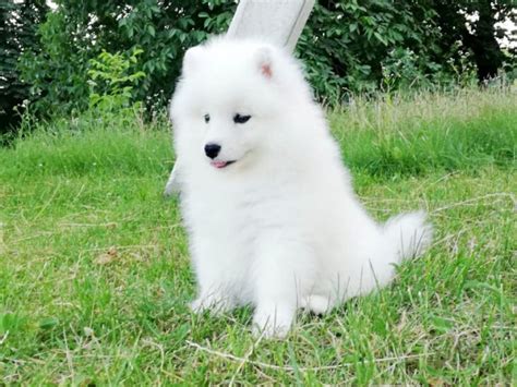 Samoyed Puppies For Sale Euro Puppy