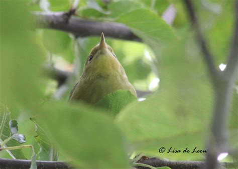 Birding With Lisa De Leon Birds Unknown