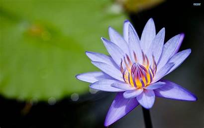 Lotus Desktop Flower Background Purple Wallpapers Water