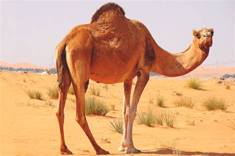 ¿dónde Vive El Camello Actualizado 2020