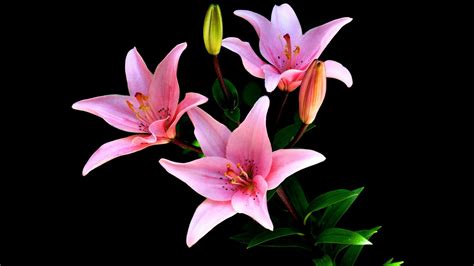 Closeup Lily Pink Flower With Black Background Hd Pink Wallpapers Hd
