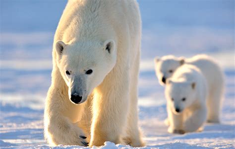 Polar Bear Mother And Newborn Cubs Photo Safari Polar Bear Tour Bear
