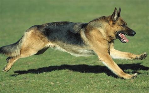 German Shepherd Australian Dog Lover