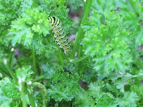 Caterpillar One Of Papilio Species Feeding On My Parsley Flickr