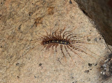 Some of the projects will leave you amazed that ordinary people could build them in their back yard and others will leave you amazed that anyone. 5 Pests You May Find in Garages & Basements in Maryland
