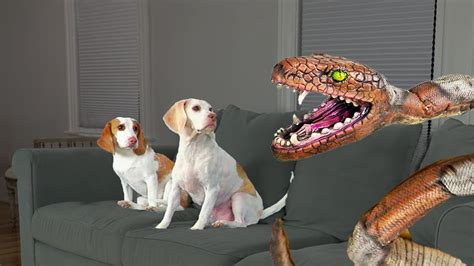 Dog Saves Puppy From Giant Snake Funny Dogs Maymo Potpie And Puppy Dog