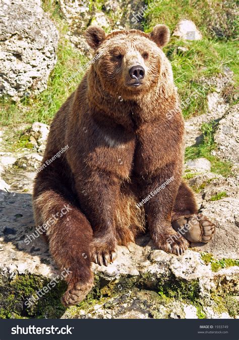 Sitting Brown Bear Stock Photo 1933749 Shutterstock