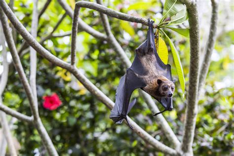 10 Facts About Bats