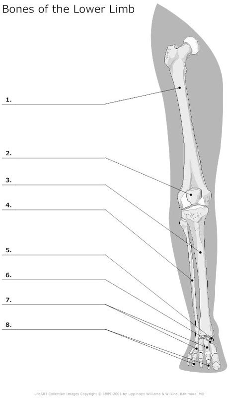 The majority of muscles in the leg are consi. Appendages - Skeletal Learning