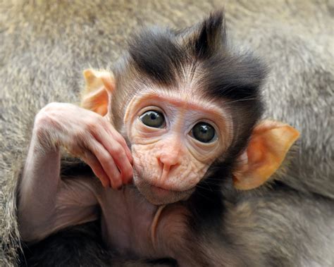 Cute Monkey