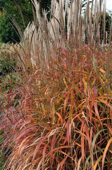 If you shop smart you can actually save a lot. Miscanthus 'Purpurascens' | Grasses garden, Perennial ...