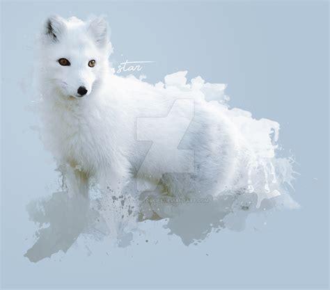 Watercolor Arctic Fox By Starredskies On Deviantart