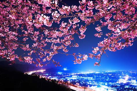 Hd Wallpaper Cherry Blossoms Tree Sakura Japan Night City Shin
