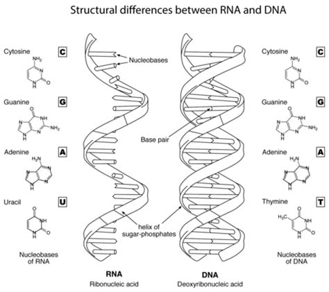 Some of the worksheets displayed are dna, activity a 3 synthetic biology coloring, asqteacher 200714 1753 2, km 754e 20151221092331. Structural Differences Between RNA and DNA coloring page ...