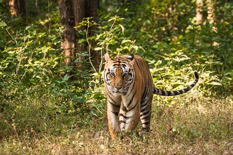 Most Tiger Reserves In Southeast Asia Are Below Par This Must Change