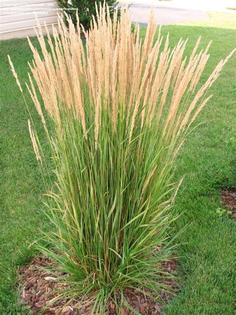 Todays Bloom Is Karl Foersters Feather Reed Grass Karl Foerster