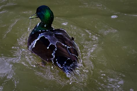Water Off A Duck S Back Mark Robinson Flickr