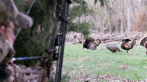 Bowhunting Turkeys Perfect Shot Placement On Gobblers At Yards