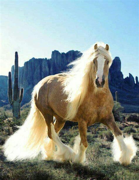En palomino är en häst med en gyllene kropp och en vit eller gräddvit man och svans. Pin on Animals