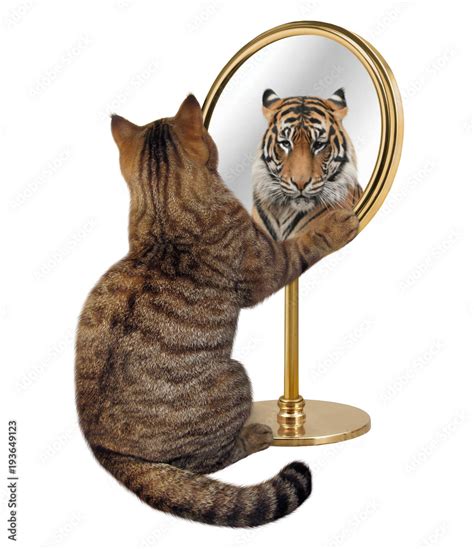 The Cat Looks At His Reflection In A Mirror It Sees A Tiger There