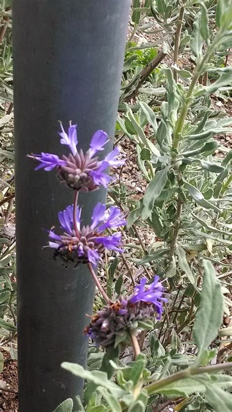 We did not find results for: purple sage (Plants of the Foothill College California ...
