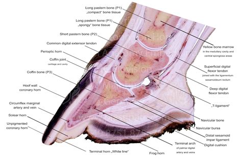 Horse Hoof Anatomy Teaching Chart Sectional Anatomical Equine Etsy