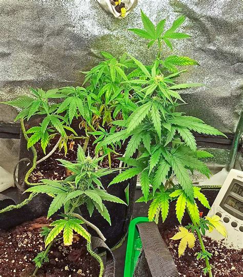 Godzilla Original Glue Gg4 Auto Feminized Seeds For Sale Herbies