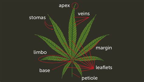 What Is Sativa Cannabis Growdiaries