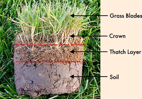 Generally, c3 (cool season) grasses such as tall fescue, bluegrass, or rye grass ought not to be dethatched because damage to the crown, which is the growing point, always happens. NFT: Crabgrass / Weed and Feed Question | Big Blue Interactive