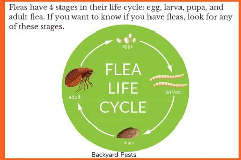 7 Places To Look For Fleas In Your House And How Find Hiding There