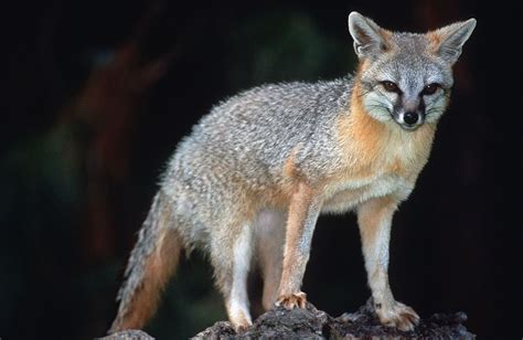 Whats In Your Watershed The Gray Fox The Watershed Project
