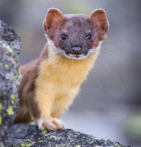 Portrait Of The Weasel Longtailedweasel Weasel Yellowstone Weasel