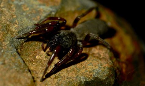 8 Spiders In Australia Az Animals