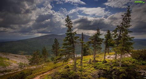 Visit the official travel guide of finland here. Finlandia, Laponia, Góra Ylläs, Wzgórza, Góry, Drzewa ...