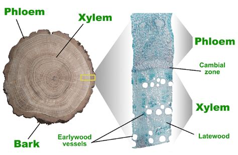 4 Cambial Zone Xylem And Phloem In A Ring Porous Tree And Their