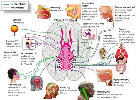 Brain Anatomy Cranial Nerves