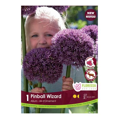 Allium Pinball Wizard 1 PK Allium Bulbs Arts Nursery Garden And