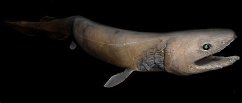 Deep Water Sharks Species Characteristics And Unusual Evolutionary