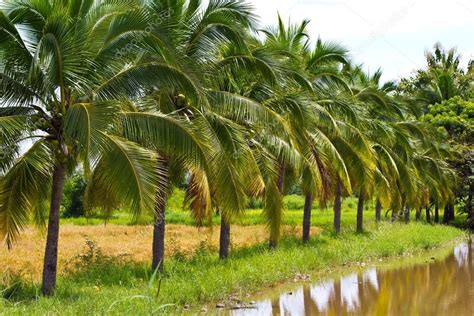 Browse 44,357 coconut palm tree stock photos and images available or search for coconut palm tree isolated to find more great stock photos and pictures. Image result for coconut tree | Coconut tree, Fruit garden ...