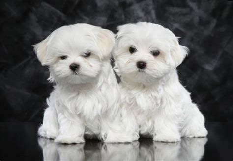 Select from premium maltese puppies of the highest quality. Top Quality Kc Tiny Teacup Maltese Puppies Offer €200