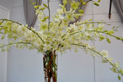 White Dendrobium Orchids Curly Willow And A Pilsner Vase Stunner White Dendrobium Orchids