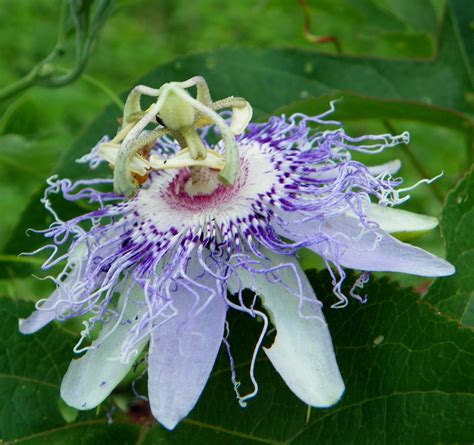 Whats Blooming Now Passionflower Maypops Passion Vine
