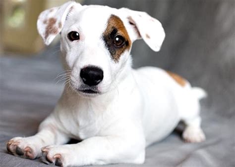 We have been offering purebred parson jack russell terrier for sale throughout usa to loving families since 2003. Miniature jack russell terrier puppies for sale near me ...