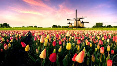 Holland Landscape Wallpapers Top Free Holland Landscape Backgrounds