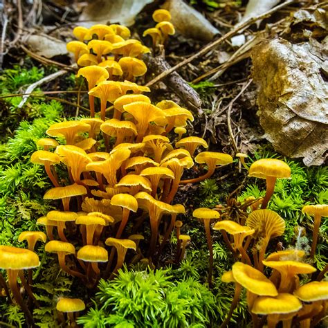 Fungi Forest Photograph By Marc Novell Pixels