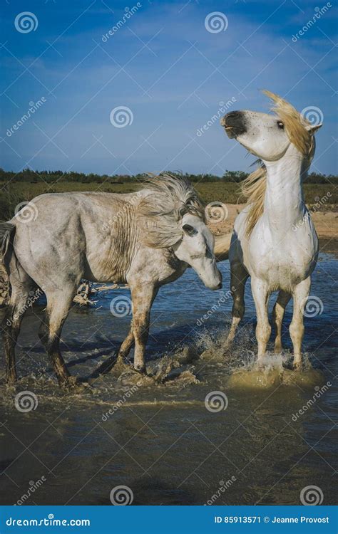 Horses Playing In The Water Stock Image Image Of Crazy Splash 85913571