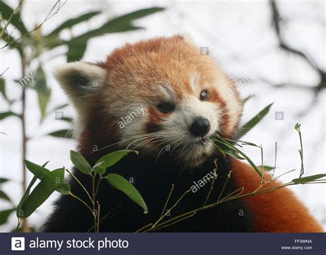 Close Up Of The Head Of An Asian Red Panda Ailurus Fulgens In A Tree