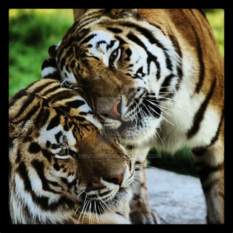 Tiger Love By Emvo6198 On Deviantart