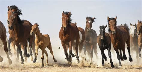 Wild Horses Bronco Pets Wild Horses Bronco Horses 14252